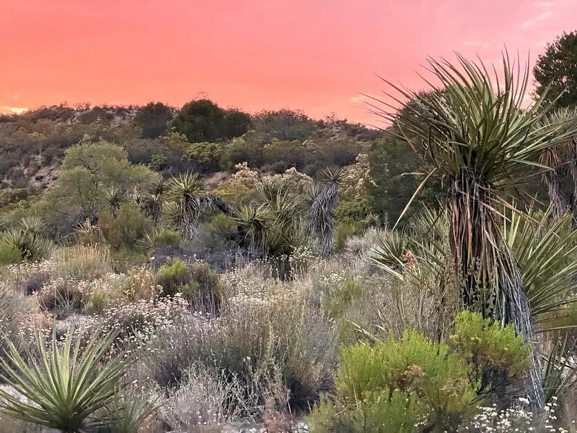 Yucca and native plants beneath a rose-colored sky