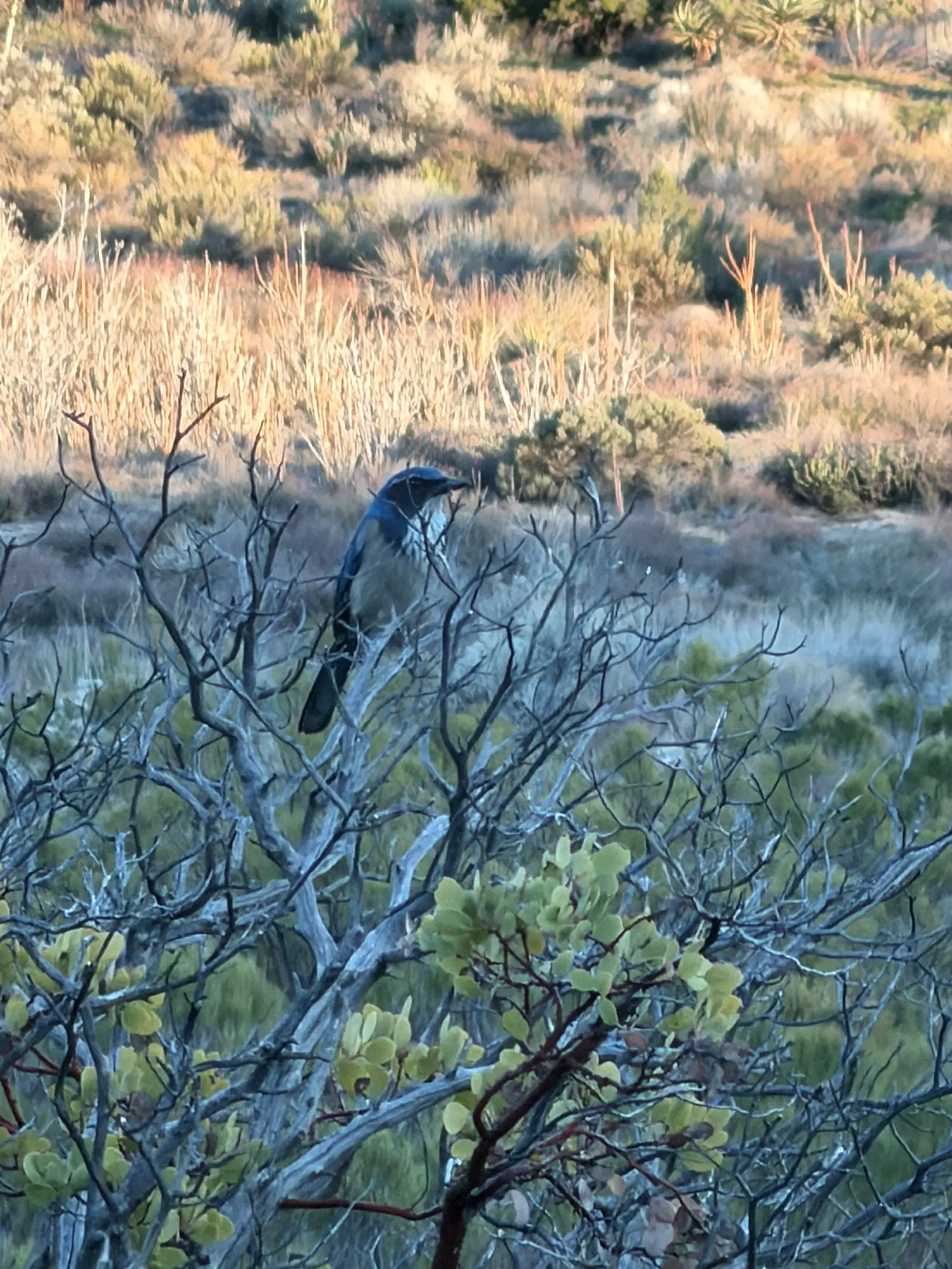 Native bird perched among high desert branches