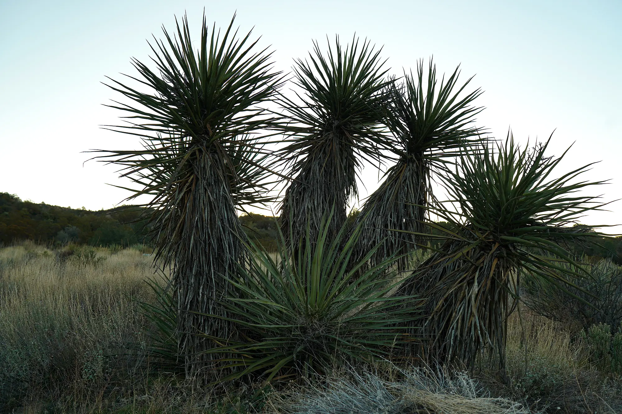 Sculptural yucca plants in the high desert
