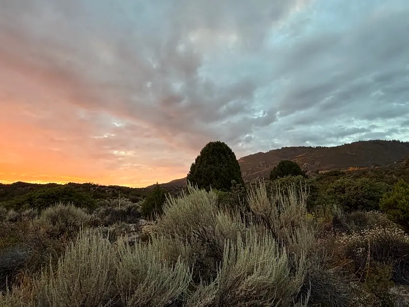 Yucca and sage beneath dramatic evening clouds
